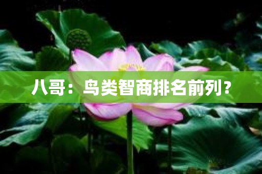八哥：鸟类智商排名前列？