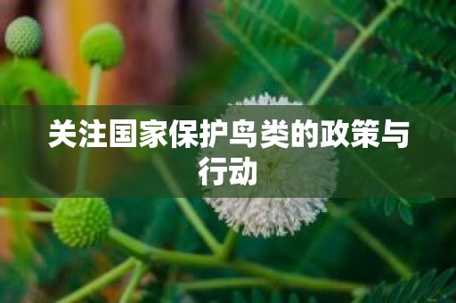关注国家保护鸟类的政策与行动