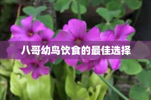 八哥幼鸟饮食的最佳选择