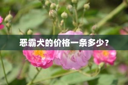 恶霸犬的价格一条多少？