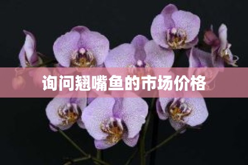 询问翘嘴鱼的市场价格