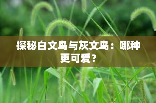 探秘白文鸟与灰文鸟：哪种更可爱？
