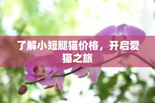 了解小短腿猫价格，开启爱猫之旅