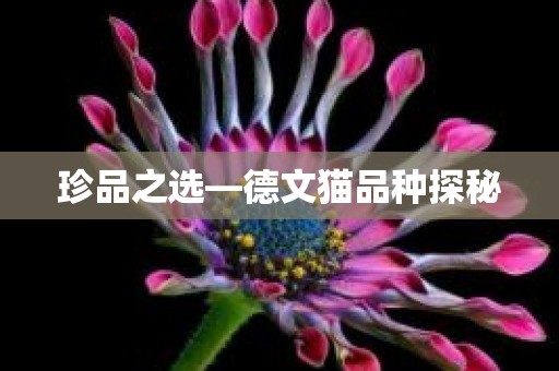 珍品之选—德文猫品种探秘