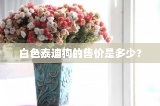 白色泰迪狗的售价是多少？