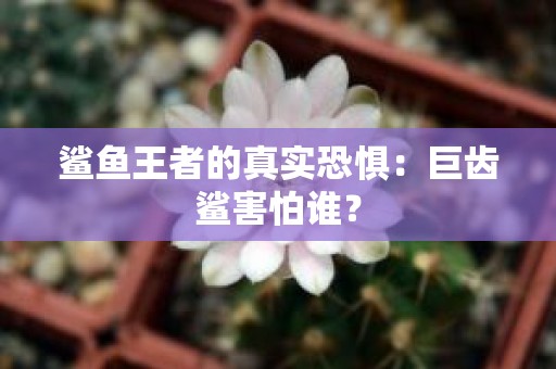 鲨鱼王者的真实恐惧：巨齿鲨害怕谁？