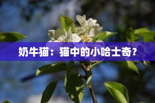 奶牛猫：猫中的小哈士奇？