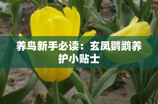养鸟新手必读：玄凤鹦鹉养护小贴士