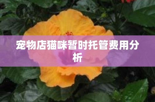 宠物店猫咪暂时托管费用分析