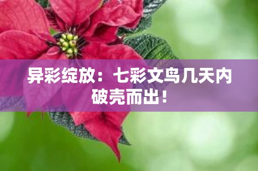 异彩绽放：七彩文鸟几天内破壳而出！