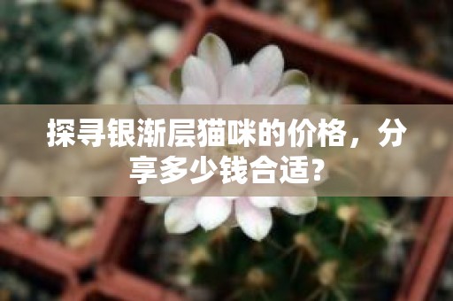 探寻银渐层猫咪的价格，分享多少钱合适？