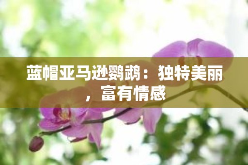 蓝帽亚马逊鹦鹉：独特美丽，富有情感