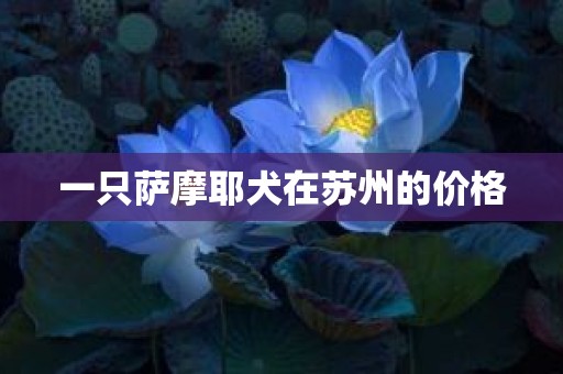 一只萨摩耶犬在苏州的价格
