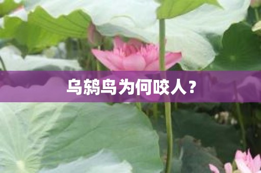 乌鸫鸟为何咬人？