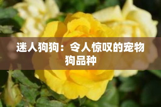 迷人狗狗：令人惊叹的宠物狗品种
