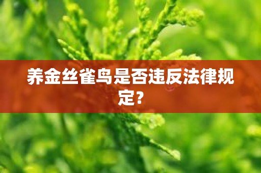 养金丝雀鸟是否违反法律规定？