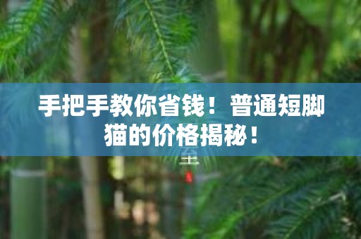 手把手教你省钱！普通短脚猫的价格揭秘！