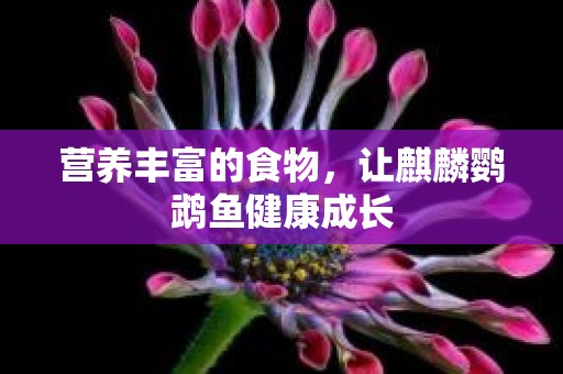 营养丰富的食物，让麒麟鹦鹉鱼健康成长