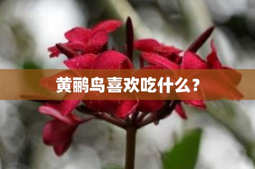 黄鹂鸟喜欢吃什么？