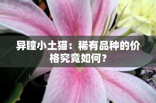 异瞳小土猫：稀有品种的价格究竟如何？