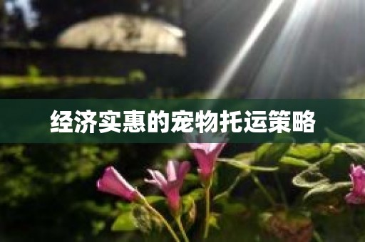 经济实惠的宠物托运策略
