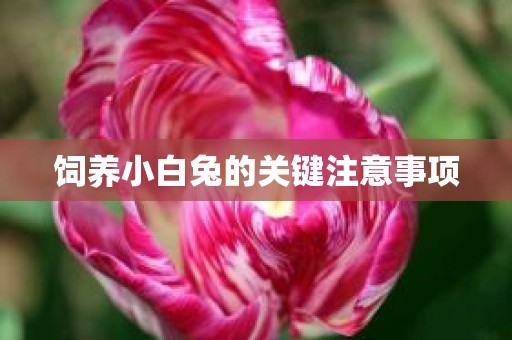 饲养小白兔的关键注意事项