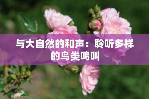 与大自然的和声：聆听多样的鸟类鸣叫