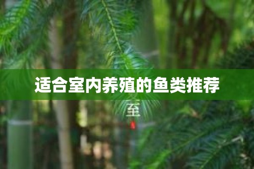 适合室内养殖的鱼类推荐