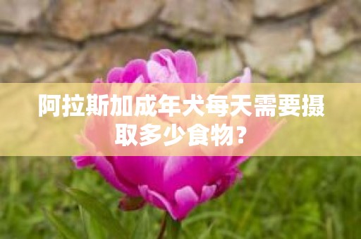 阿拉斯加成年犬每天需要摄取多少食物？