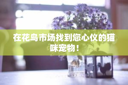 在花鸟市场找到您心仪的猫咪宠物！