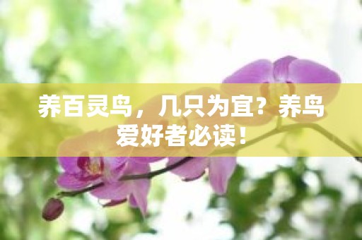 养百灵鸟，几只为宜？养鸟爱好者必读！