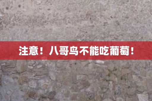 注意！八哥鸟不能吃葡萄！
