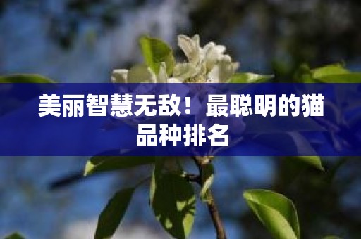 美丽智慧无敌！最聪明的猫品种排名