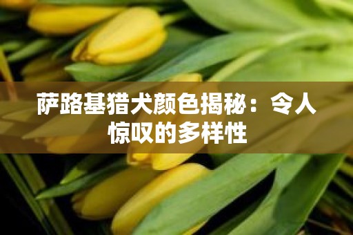 萨路基猎犬颜色揭秘：令人惊叹的多样性