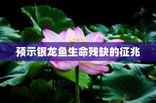 预示银龙鱼生命残缺的征兆