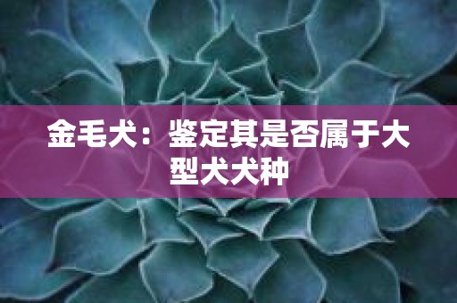 金毛犬：鉴定其是否属于大型犬犬种