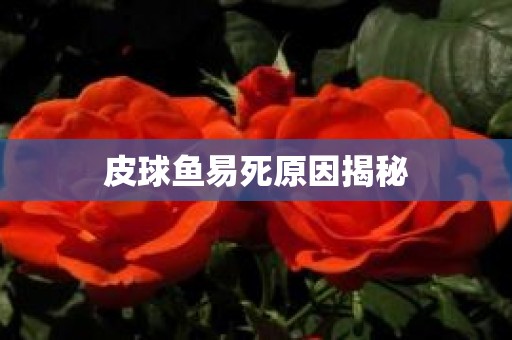皮球鱼易死原因揭秘