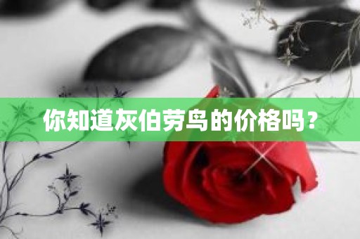 你知道灰伯劳鸟的价格吗？