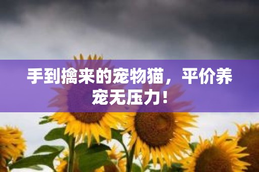 手到擒来的宠物猫，平价养宠无压力！