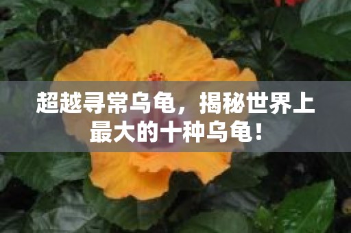 超越寻常乌龟，揭秘世界上最大的十种乌龟！