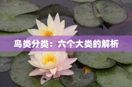 鸟类分类：六个大类的解析