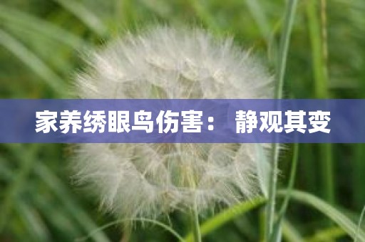 家养绣眼鸟伤害： 静观其变