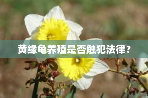 黄缘龟养殖是否触犯法律？