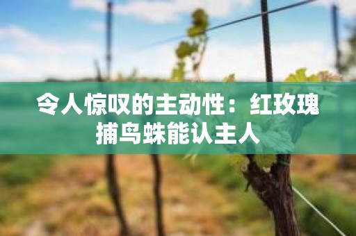 令人惊叹的主动性：红玫瑰捕鸟蛛能认主人