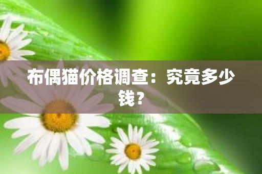 布偶猫价格调查：究竟多少钱？