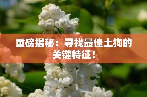 重磅揭秘：寻找最佳土狗的关键特征！