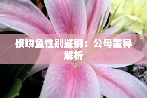 接吻鱼性别鉴别：公母差异解析