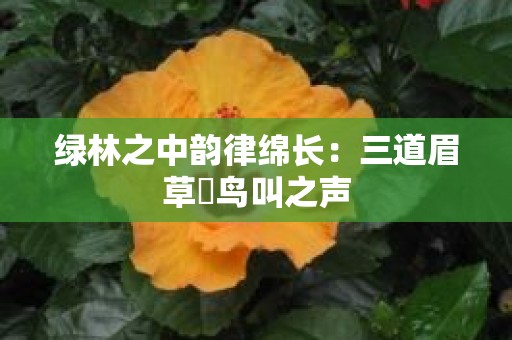 绿林之中韵律绵长：三道眉草鹀鸟叫之声
