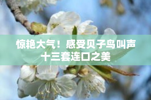 惊艳大气！感受贝子鸟叫声十三套连口之美