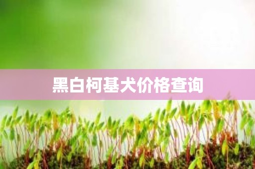 黑白柯基犬价格查询